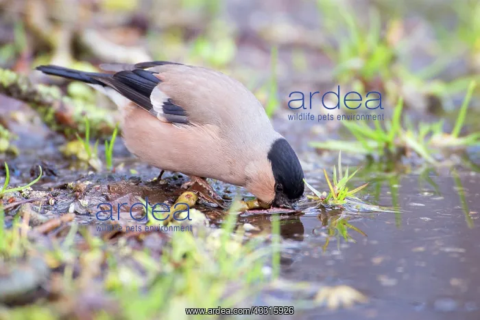 : Bullfinch (Pyrrhula pyrrhula) female drinking from water : Bullfinch (Pyrrhula pyrrhula) female drinking from water