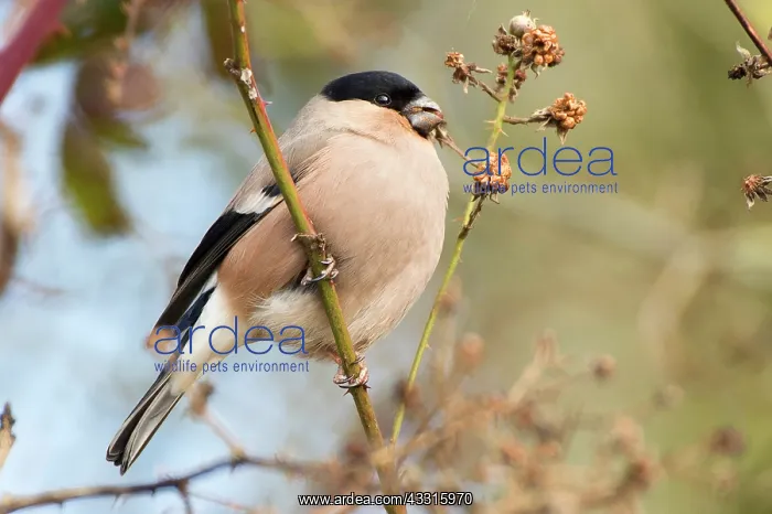 : Bullfinch (Pyrrhula pyrrhula) female feeding on blackberry ( : Bullfinch (Pyrrhula pyrrhula) female feeding on blackberry (