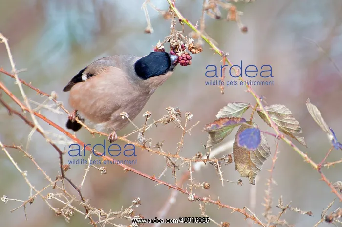 : Bullfinch (Pyrrhula pyrrhula) female feeding on blackberry ( : Bullfinch (Pyrrhula pyrrhula) female feeding on blackberry (
