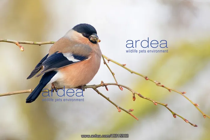: Bullfinch (Pyrrhula pyrrhula) female feeding on buds of unid : Bullfinch (Pyrrhula pyrrhula) female feeding on buds of unid