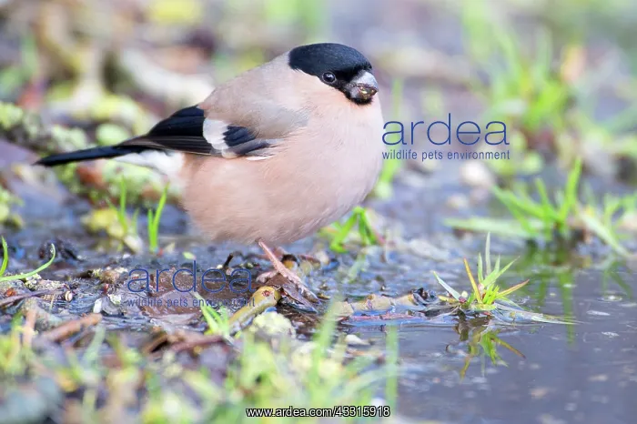 : Bullfinch (Pyrrhula pyrrhula) female on the ground near rain : Bullfinch (Pyrrhula pyrrhula) female on the ground near rain
