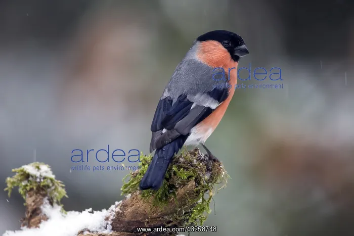 : Bullfinch (Pyrrhula pyrrhula) male on a dead tree : Bullfinch (Pyrrhula pyrrhula) male on a dead tree