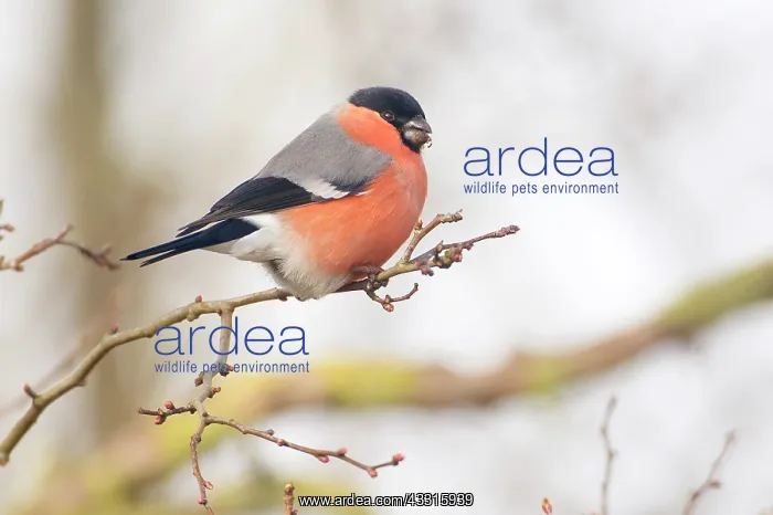 : Bullfinch (Pyrrhula pyrrhula) male feeding on buds of uniden : Bullfinch (Pyrrhula pyrrhula) male feeding on buds of uniden