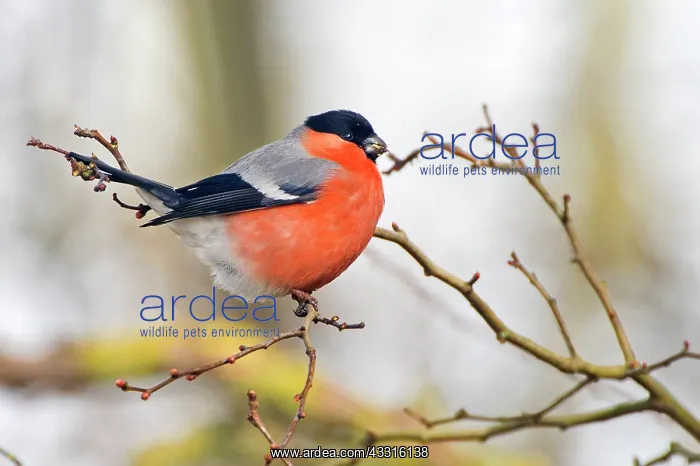 : Bullfinch (Pyrrhula pyrrhula) male feeding on buds of uniden : Bullfinch (Pyrrhula pyrrhula) male feeding on buds of uniden