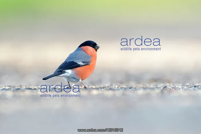: Bullfinch (Pyrrhula pyrrhula) male foraging on road : Bullfinch (Pyrrhula pyrrhula) male foraging on road