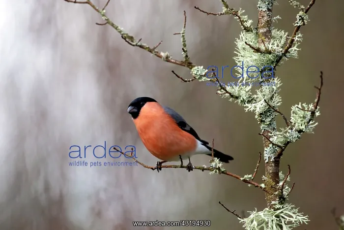 : Bullfinch (Pyrrhula pyrrhula) Male in a shrub in : Bullfinch (Pyrrhula pyrrhula) Male in a shrub in