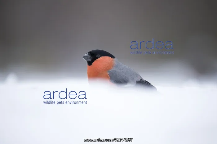  : Bullfinch - in snow - Sweden, Europe