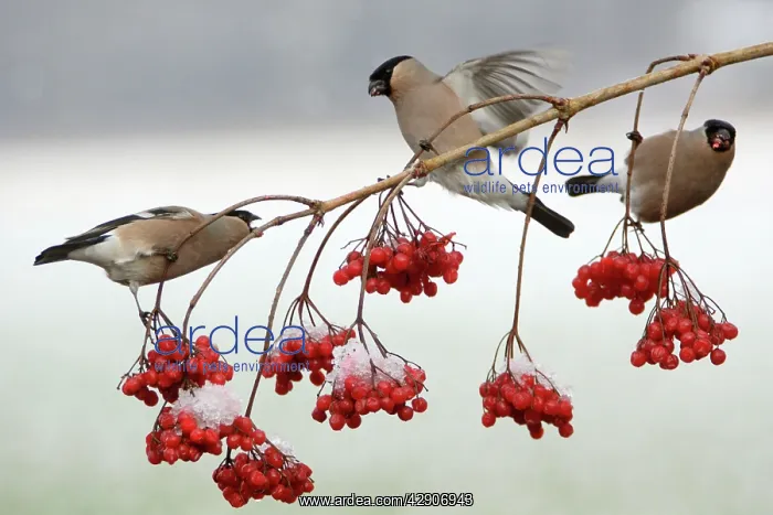: Bullfinches - Females feeding on berries of Guelder : Bullfinches - Females feeding on berries of Guelder