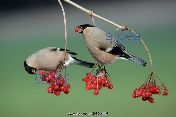: Bullfinches - Females feeding on berries of Guelder : Bullfinches - Females feeding on berries of Guelder