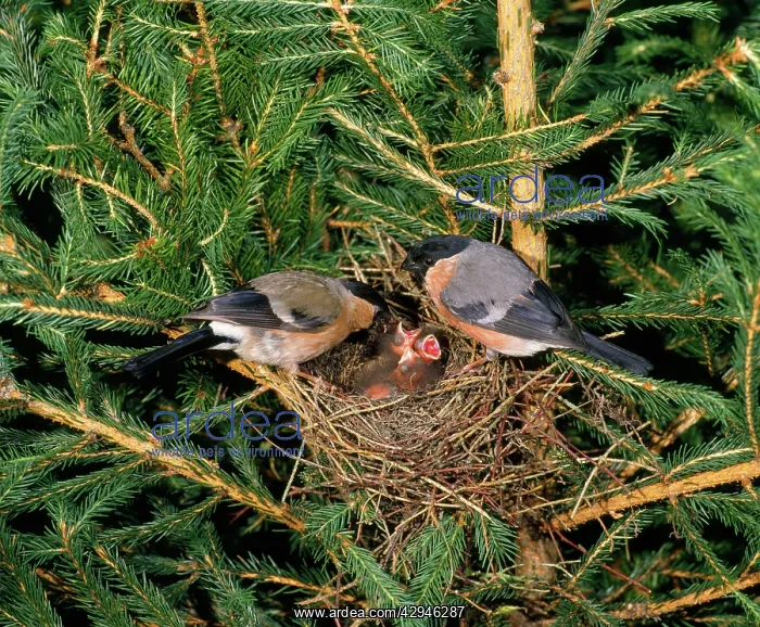 : Bullfinches - pair at nest in fir tree : Bullfinches - pair at nest in fir tree