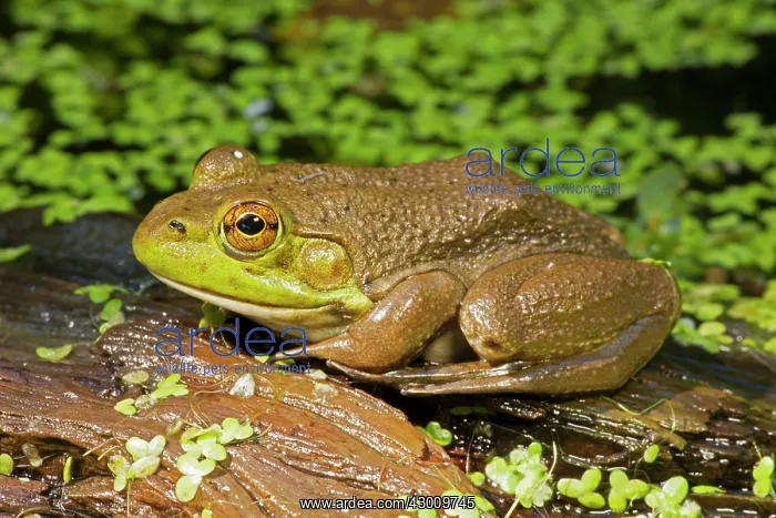  : Bullfrog New York, USA