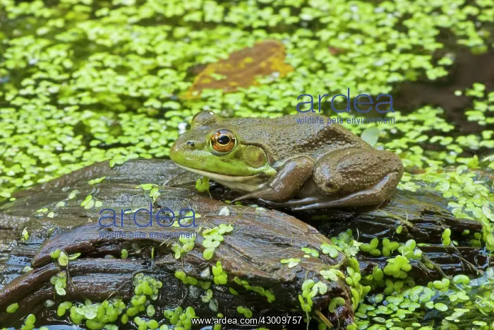  : Bullfrog New York, USA