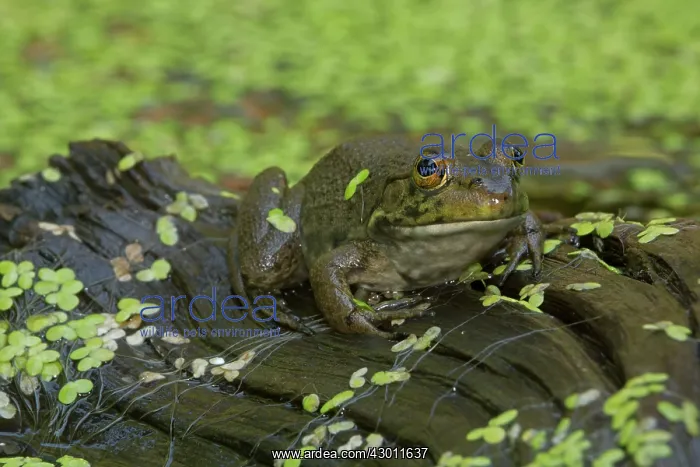  : Bullfrog New York, USA