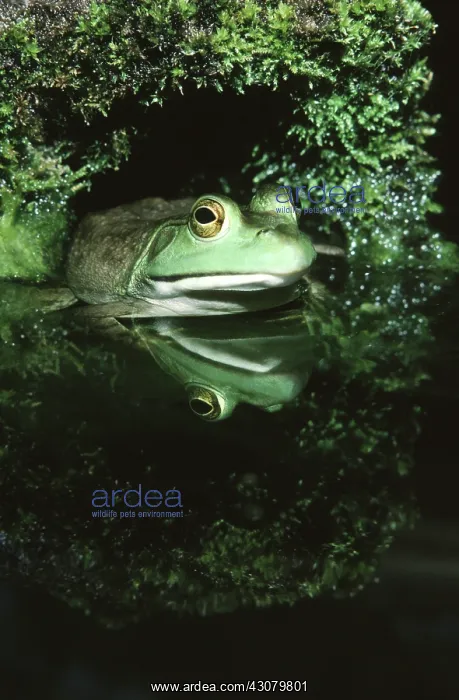 : Bullfrog (Lithobates catesbianus, formerly Rana catesbeiana) : Bullfrog (Lithobates catesbianus, formerly Rana catesbeiana)