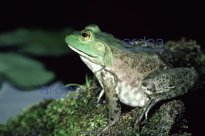 : Bullfrog (Lithobates catesbianus, formerly Rana catesbeiana) : Bullfrog (Lithobates catesbianus, formerly Rana catesbeiana)