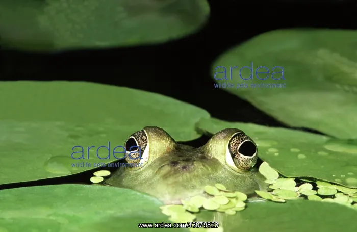 : Bullfrog (Lithobates catesbianus, formerly Rana catesbeiana) poking its : Bullfrog (Lithobates catesbianus, formerly Rana catesbeiana) poking its