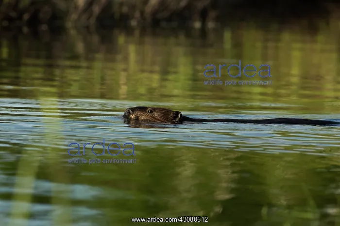 : Bullfrog. Female Bullfrog (Rana catesbeiana) croaking to attract a mate : Bullfrog. Female Bullfrog (Rana catesbeiana) croaking to attract a mate