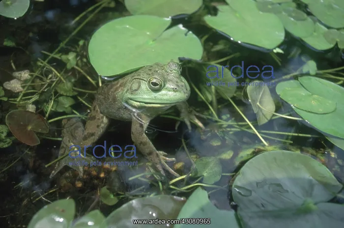 : Bullfrog. Female bullfrog (Rana catesbeiana) mostly submerged : Bullfrog. Female bullfrog (Rana catesbeiana) mostly submerged
