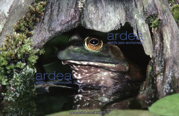 : Bullfrog. Female Bullfrog (Lithobates catesbianus formerly Rana catesbeiana) : Bullfrog. Female Bullfrog (Lithobates catesbianus formerly Rana catesbeiana)