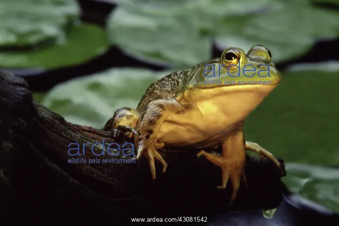 : Bullfrog. Male Bullfrog (Lithobates catesbianus formerly Rana catesbeiana) : Bullfrog. Male Bullfrog (Lithobates catesbianus formerly Rana catesbeiana)