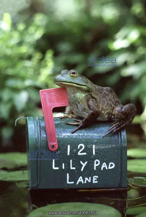 : Bullfrog. Female bullfrog (Rana catesbeiana) sitting on a mailbox while : Bullfrog. Female bullfrog (Rana catesbeiana) sitting on a mailbox while
