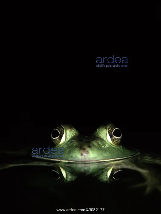 : Bullfrog. Female Bullfrog (Rana catesbeiana) with reflection in water. Ludlow, MA, summer : Bullfrog. Female Bullfrog (Rana catesbeiana) with reflection in water. Ludlow, MA, summer