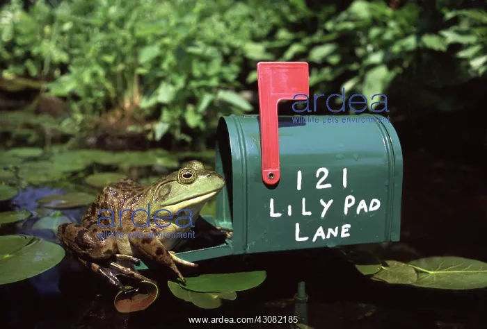 : Bullfrog. Female bullfrog (Rana catesbeiana) sitting on a mailbox while : Bullfrog. Female bullfrog (Rana catesbeiana) sitting on a mailbox while