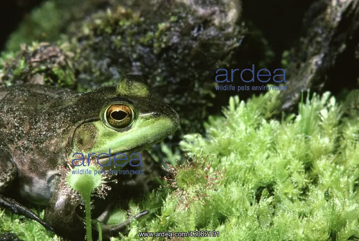 : Bullfrog. Female bullfrog (Rana catesbeiana) waiting for an insect : Bullfrog. Female bullfrog (Rana catesbeiana) waiting for an insect