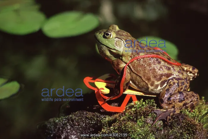 : Bullfrog. Female bullfrog (Rana catesbeiana) on a sled : Bullfrog. Female bullfrog (Rana catesbeiana) on a sled