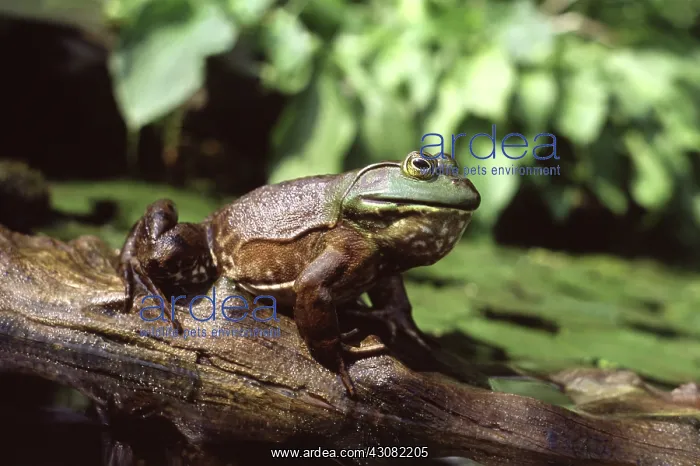 : Bullfrog. Female bullfrog (Rana catesbeiana) croaking on a log : Bullfrog. Female bullfrog (Rana catesbeiana) croaking on a log