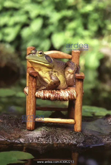: Bullfrog. Female bullfrog (Rana catesbeiana) sitting on a chair while waiting : Bullfrog. Female bullfrog (Rana catesbeiana) sitting on a chair while waiting