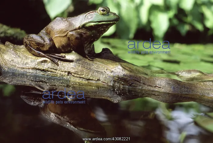 : Bullfrog. Female bullfrog (Rana catesbeiana) waiting for an insect : Bullfrog. Female bullfrog (Rana catesbeiana) waiting for an insect