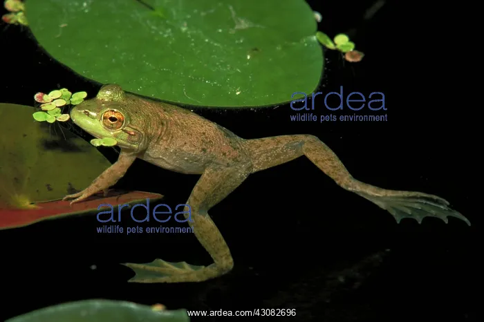  : Bullfrog (Rana catesbeiana) mostly submerged waiting for an insect