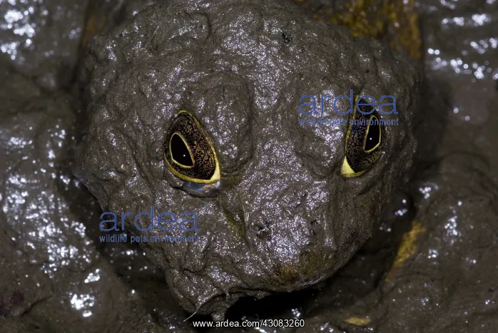  : Bullfrogs (Rana catesbeiana) often spend the cooler winter months in the mud