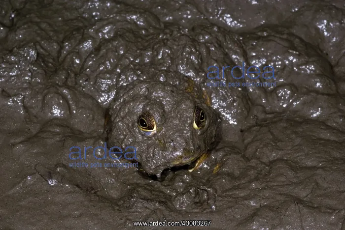 : Bullfrogs (Rana catesbeiana) often spend the cooler winter months in the mud : Bullfrogs (Rana catesbeiana) often spend the cooler winter months in the mud