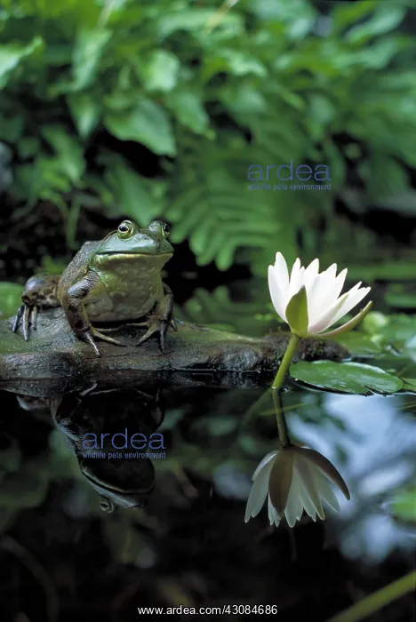 : Bullfrog (Rana catesbeiana) resting next to a water lily (Nymphaea odorata) : Bullfrog (Rana catesbeiana) resting next to a water lily (Nymphaea odorata)