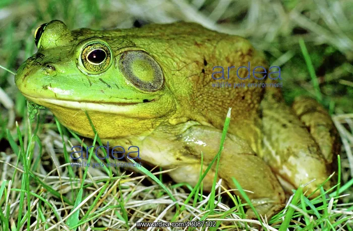 : Bullfrog (Rana catesbeiana), the largest American frog, Timucuan Preserve, Florida : Bullfrog (Rana catesbeiana), the largest American frog, Timucuan Preserve, Florida