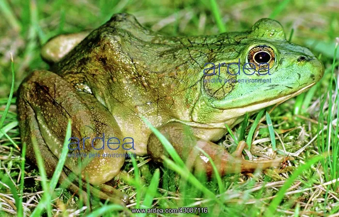 : Bullfrog (Rana catesbeiana), the largest American frog, Timucuan Preserve, Florida : Bullfrog (Rana catesbeiana), the largest American frog, Timucuan Preserve, Florida