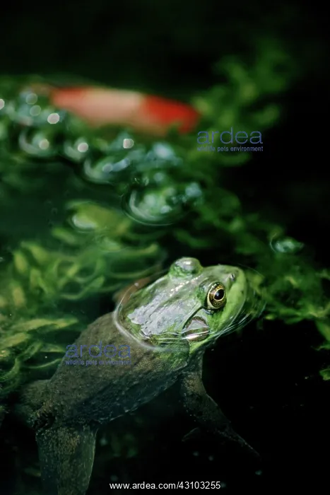 : Bullfrog (Rana catesbeiana)in a goldfish pond in Maryland : Bullfrog (Rana catesbeiana)in a goldfish pond in Maryland
