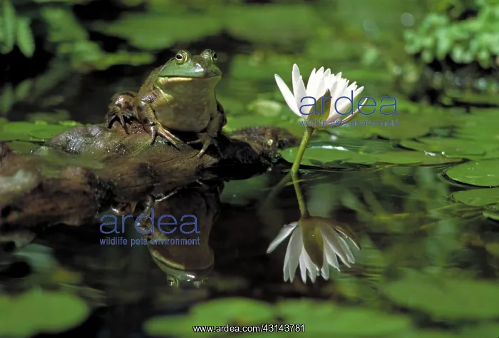 : Bullfrog (Rana catesbeiana) resting next to a water lily (Nymphaea odorata) : Bullfrog (Rana catesbeiana) resting next to a water lily (Nymphaea odorata)