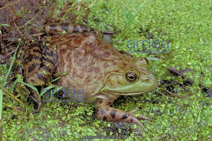 : Bullfrog (Rana catesbeiana) : Bullfrog (Rana catesbeiana)