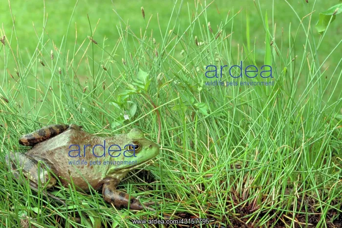 : Bullfrog : Bullfrog