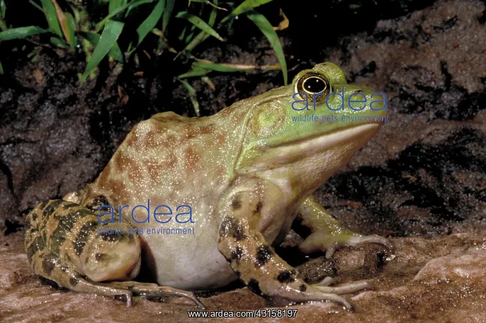 : Bullfrog (Rana catesbeiana) : Bullfrog (Rana catesbeiana)