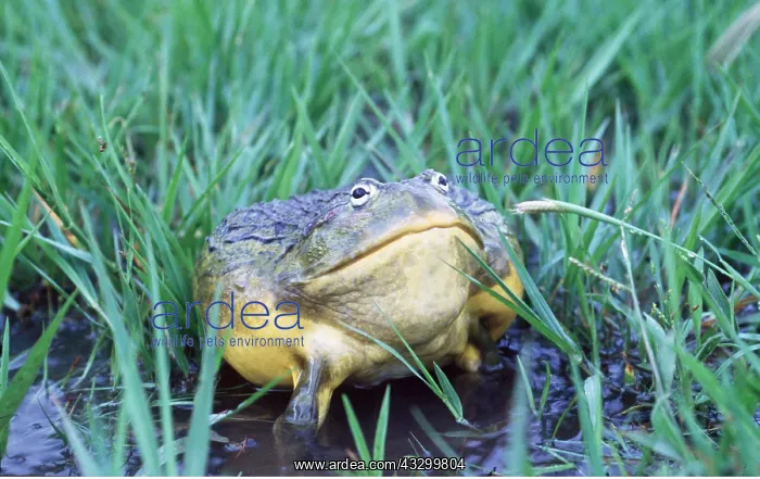 : BULLFROG : BULLFROG