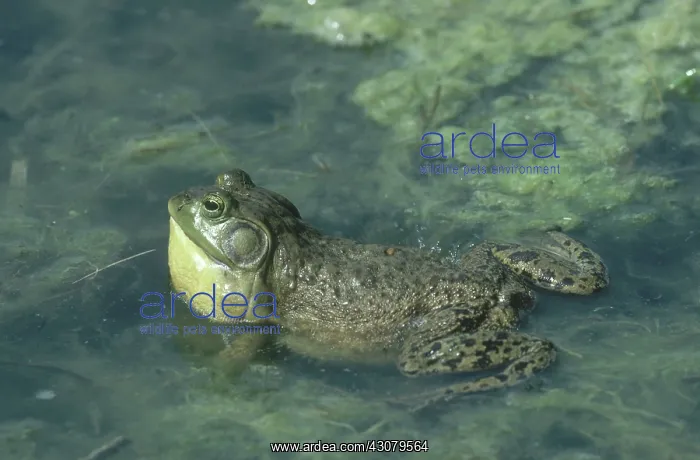 : Bullfrog Croaking : Bullfrog Croaking