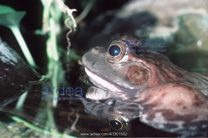 : BULLFROG - EARDRUM : BULLFROG - EARDRUM
