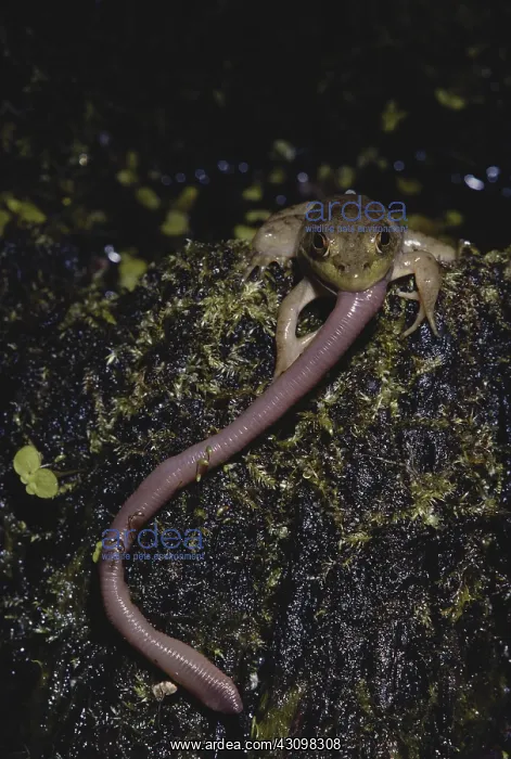 : Bullfrog Eating Worm : Bullfrog Eating Worm