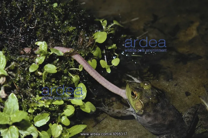 : Bullfrog Eating Worm : Bullfrog Eating Worm