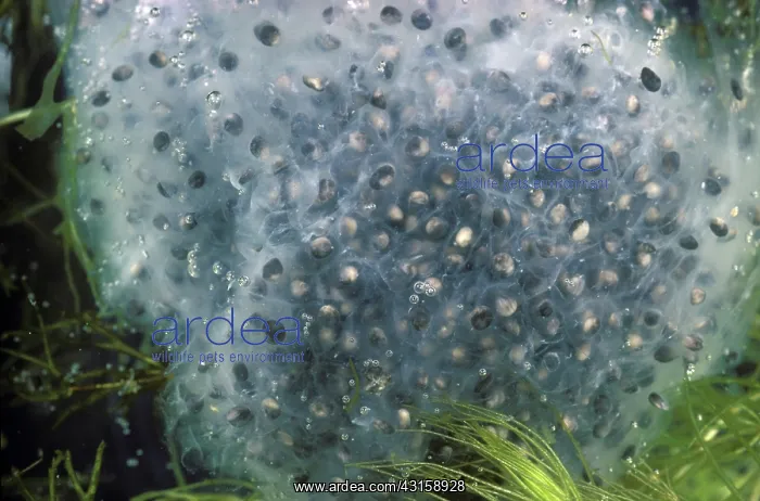 : Bullfrog Eggs : Bullfrog Eggs