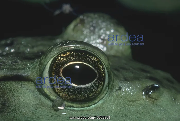 : Bullfrog Eye : Bullfrog Eye